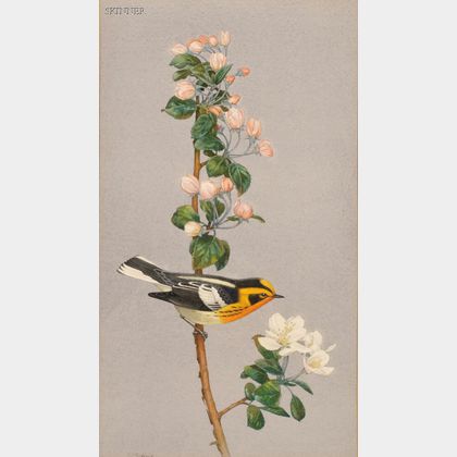 Charles Emile Heil (American, 1870-1950) Blackburnian Warbler