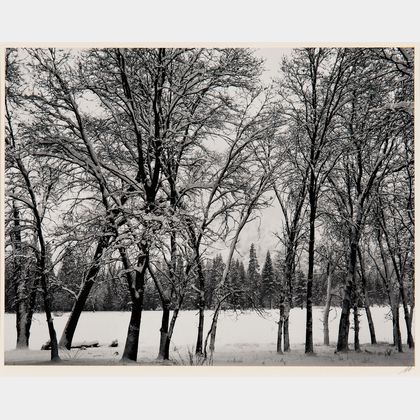 Ansel Adams (American, 1902-1984) Young Oaks, Winter