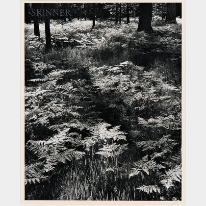 Ansel Adams (American, 1902-1984) Ferns, Valley Floor