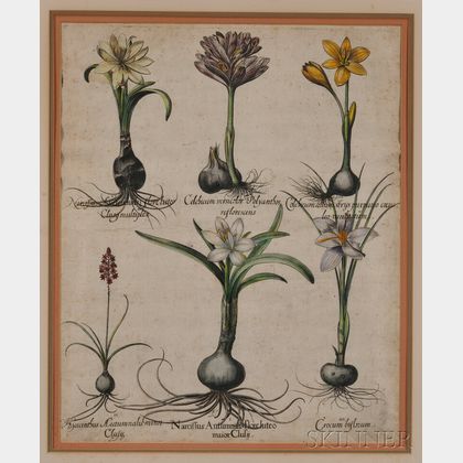 (Botanical Illustration),Besler, Basilius (1561-1629)