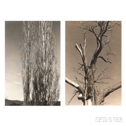 Alfred Stieglitz (American, 1864-1946) The Two Poplars, Lake George