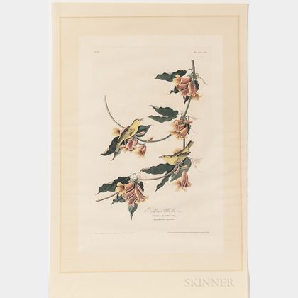 Audubon, John James (1785-1851) Rathbone's Warbler