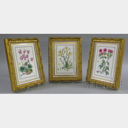 Set of Three Framed Royal Worcester Transfer Decorated Botanical Studies Porcelain Plaques