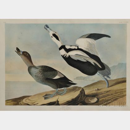 Audubon, John James (1785-1851) Pied Duck, Plate CCCXXXII.