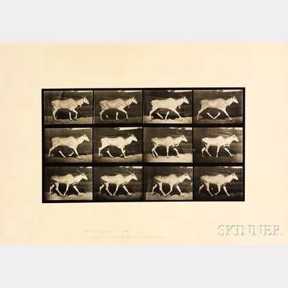 Eadweard Muybridge (British, 1830-1904) Plate 696 (Trotting Eland),from Animal Locomotion