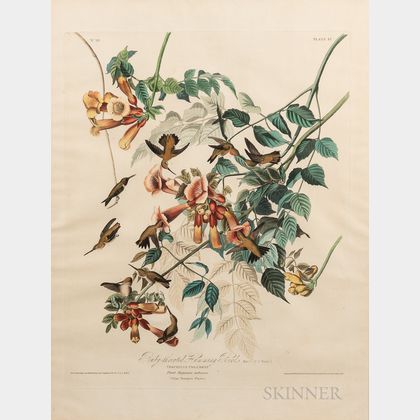 Audubon, John James (1785-1851) Ruby-throated Humming Bird, Plate 47