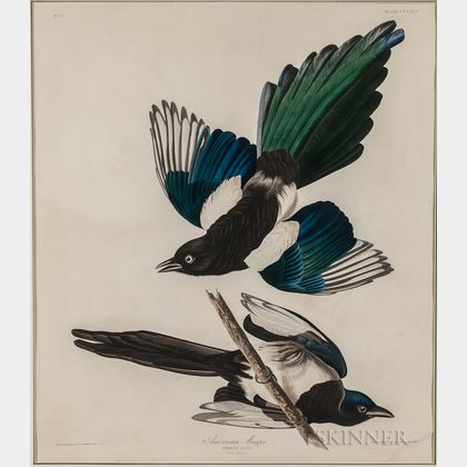 Audubon, John James (1785-1851) American Magpie , Plate CCCLVII.