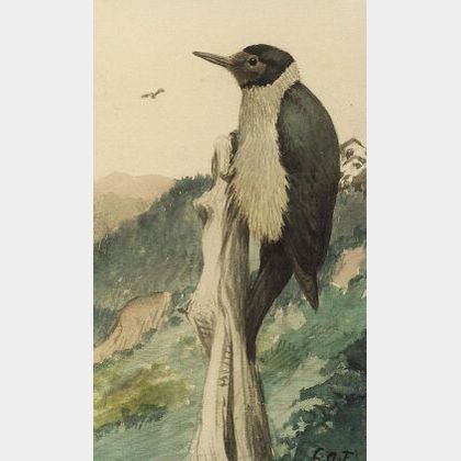 Louis Agassiz Fuertes (American, 1874-1927) The Woodpecker