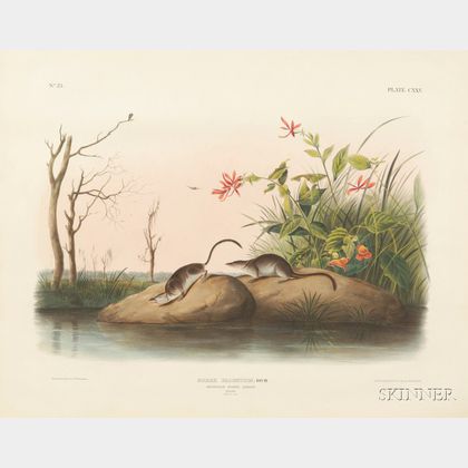 Audubon, John Woodhouse (1812-1862)
