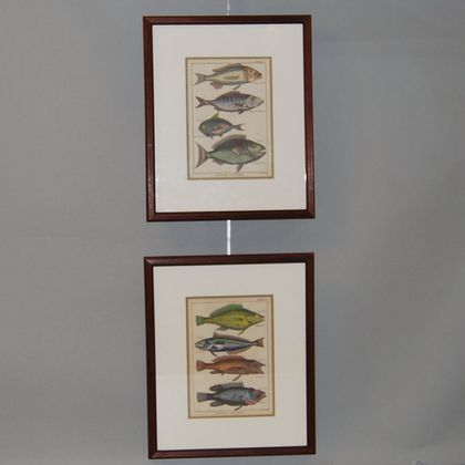 Pair of Plates Depicting Fish from Histoire Naturelle