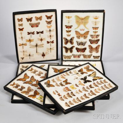 Collection of Dried Insect Specimens