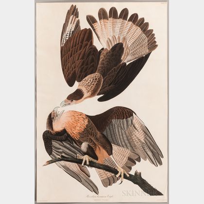 Audubon, John James (1785-1851) Brasilian Caracara Eagle , Plate CLXI.