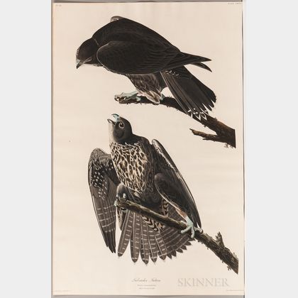 Audubon, John James (1785-1851) Labrador Falcon , Plate CXCVI.