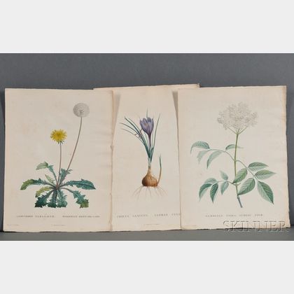 Redouté, Pierre Joseph (1759-1840) Three Hand-colored Botanical Prints.