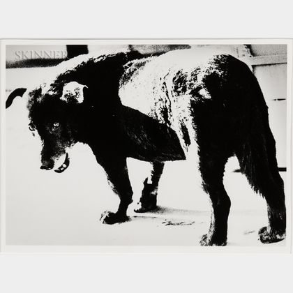 Daido Moriyama (Japanese, b. 1938) Stray Dog, Misawa