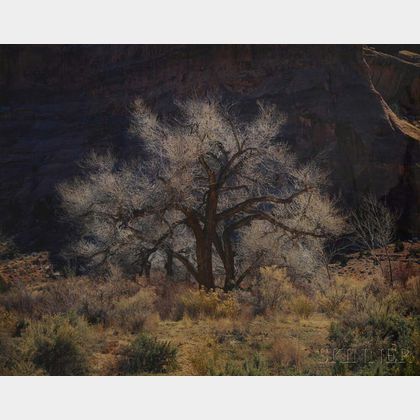 Christopher Burkett (American, b. 1951) Cottonwood and Sunlight, Canyonlands, Utah