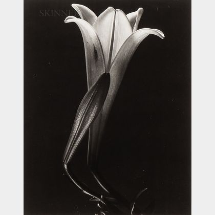 Sold at auction Tina Modotti (Italian, 1896-1942) Easter Lily and Bud ...