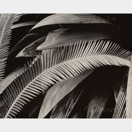 Brett Weston (American, 1911-1993) Palms, Bronx Botanical Garden