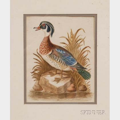 George Edwards, engraver (British, 1694-1773) Summer Duck of Catesby.
