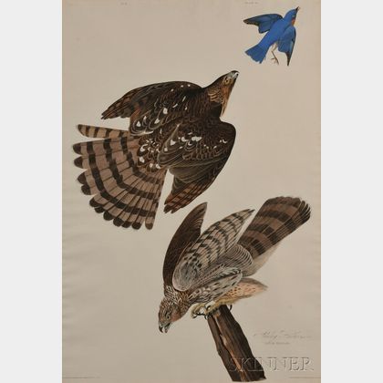 Audubon, John James (1785-1851) Stanley Hawks , Plate 36.