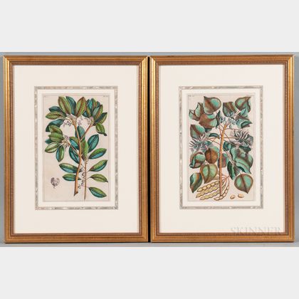Georg Eberhard Rumphius (German, 1627-1702) Two Framed Botanical Prints from Herbarium Amboinense