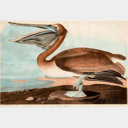 Audubon, John James (1785-1851) Brown Pelican , Plate CCCCXXI.