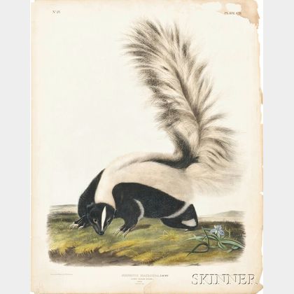 Audubon, John James (1785-1851) Large Tailed Skunk, Male , Plate CII.
