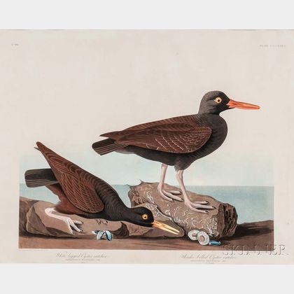 Audubon, John James (1785-1851) Oyster Catcher , Plate CCCCXXVII.