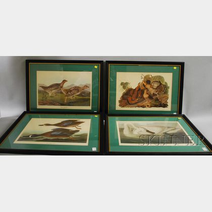 Set of Eight Framed Ornithological Prints After Audubon