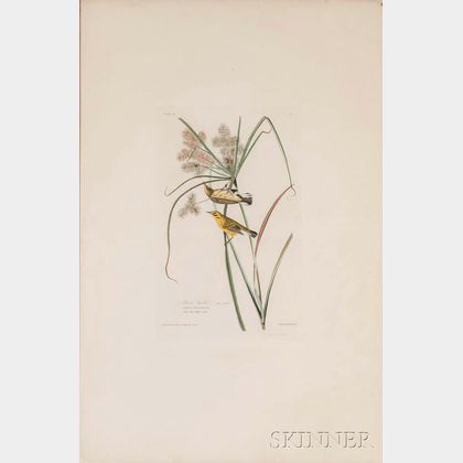 Audubon, John James (1785-1851) Prairie Warbler , Plate 14.