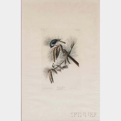 Audubon, John James (1785-1851) Crested Titmouse , Plate XXXIX.