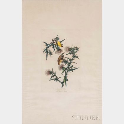 Audubon, John James (1785-1851) American Goldfinch , Plate XXXIII.