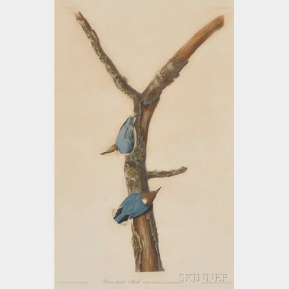 Audubon, John James (1785-1851) Brown-Headed Nuthatch.