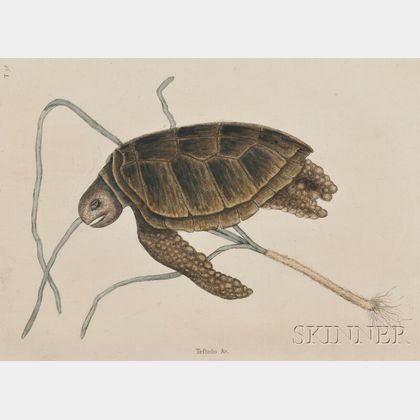 Catesby, Mark (1682-1749) Green Sea Turtle