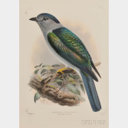 Four Framed Ornithological Prints.