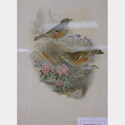 Two Framed J. Gould & H.L. Richter Hand-colored Lithograph Ornithological Prints