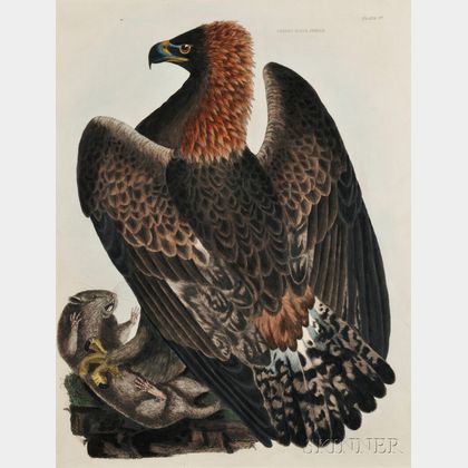 Selby, Prideaux John (1788-1867) Golden Eagle, Female