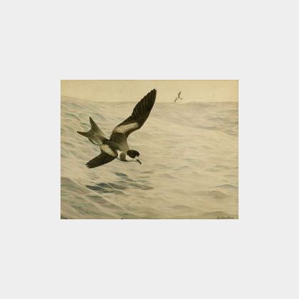 Louis Agassiz Fuertes (American, 1874-1927) Petrels in Flight