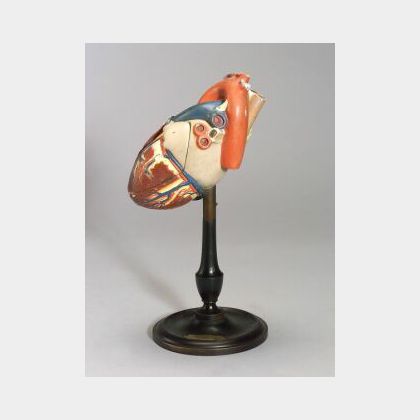 Painted Plaster Model of the Human Heart