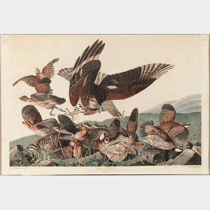 Audubon, John James (1785-1851) Virginian Partridge, Plate 76.