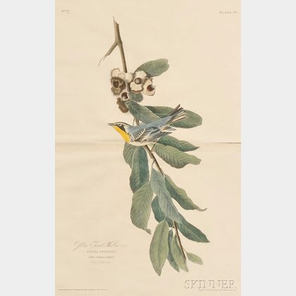 Audubon, John James (1785-1851) Yellow Throat Warbler