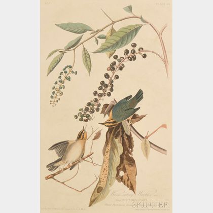 Audubon, John James (1785-1851) Bachman's Warbler 