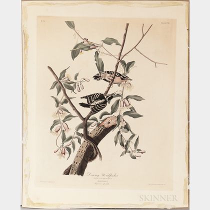 Audubon, John James (1785-1851) Downy Woodpecker, Plate CXII.