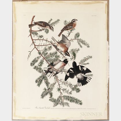 Audubon, John James (1785-1851) Rose-breasted Grosbeak, Plate CXXVII.