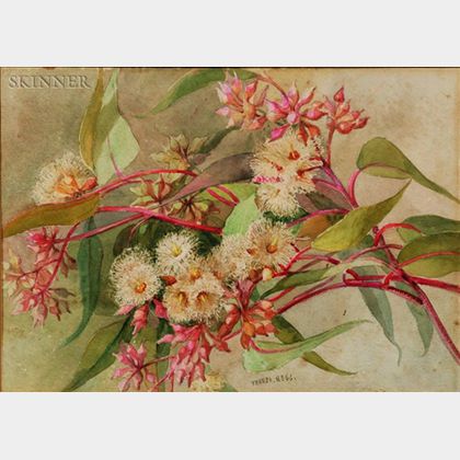 Theresa Maria Hegg (Swiss, 1829-1911) Eucalyptus Gunni
