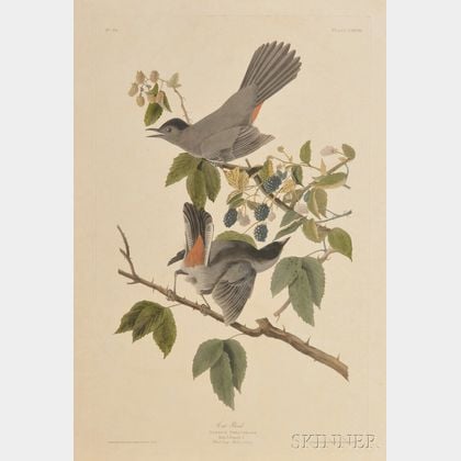 Sold At Auction Audubon, John James (1785-1851) Cat Bird Auction Number ...