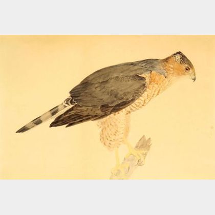 Louis Agassiz Fuertes (American, 1874-1927) Coopers Hawk, Accipiter Cooperi, Adult Female