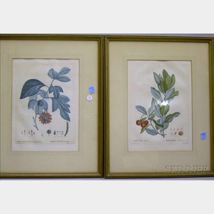 Pair of Framed French Hand-colored Botanical Lithographs