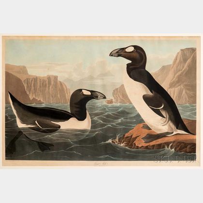 Audubon, John James (1785-1851) Great Auk , Plate CCCXLI.