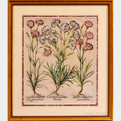 Basilius Besler (German, 1561-1629) Two Botanical Prints of Caryophyllus Multiplex